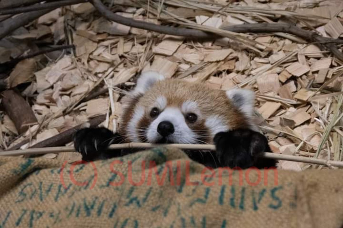 #カメラ初心者 #ファインダー越しの私の世界 #写真好きと繋がりたい　#動物園 　#動物　#東山動植物園 　#東山動物園　#カメラ初心者　#EOS　#レッサーパンダ　#令