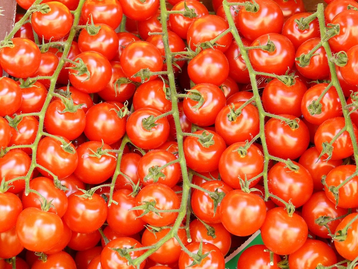 ModernAgUpdates's tweet photo. Commercial tomato farming!
If you like what you are seeing in the picture, retweet. https://t.co/uKcnpXLICD
