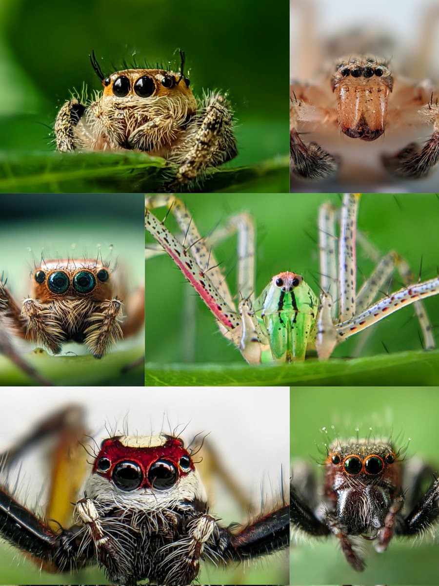 🕸Drop Alert🕸 🕷“Aliens among us” - is now live @sloikaxyz 🕷Collection of 6 1/1 Macro portraits of spiders 🕸🕷 🕷Price : 0.19E 🕷Link ➡️ sloika.xyz/kiran46.eth/al…