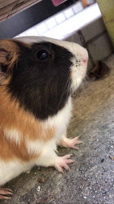 Twitterのコスプレ画像29