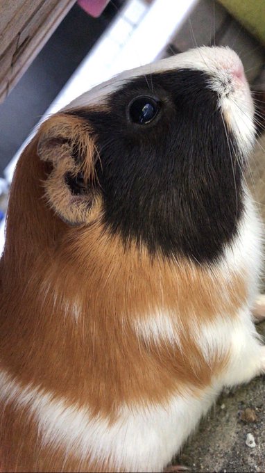 Twitterのコスプレ画像28