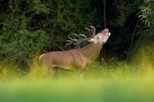 Orne: un chasseur tue un vieux cerf lors d'une battue au sanglier limportant.fr/infos-regions/… #Régions