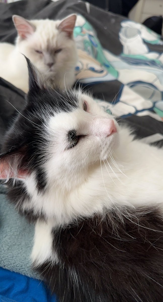 yrlilb's tweet photo. cat spam https://t.co/FToheeSmbv