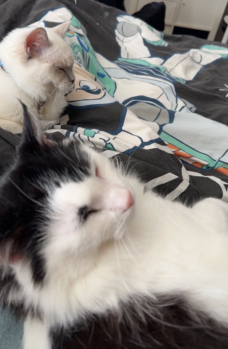 yrlilb's tweet photo. cat spam https://t.co/FToheeSmbv