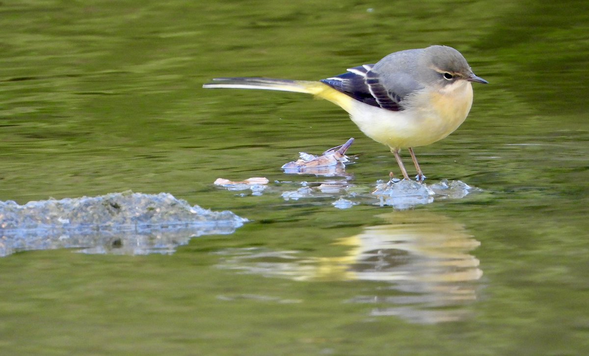 lisegirl1's tweet photo. Swoon 😍. The best bird. He walks on water. Grey wag. #Yellowbutt @slimbridge_wild https://t.co/YmwZHOT8N1