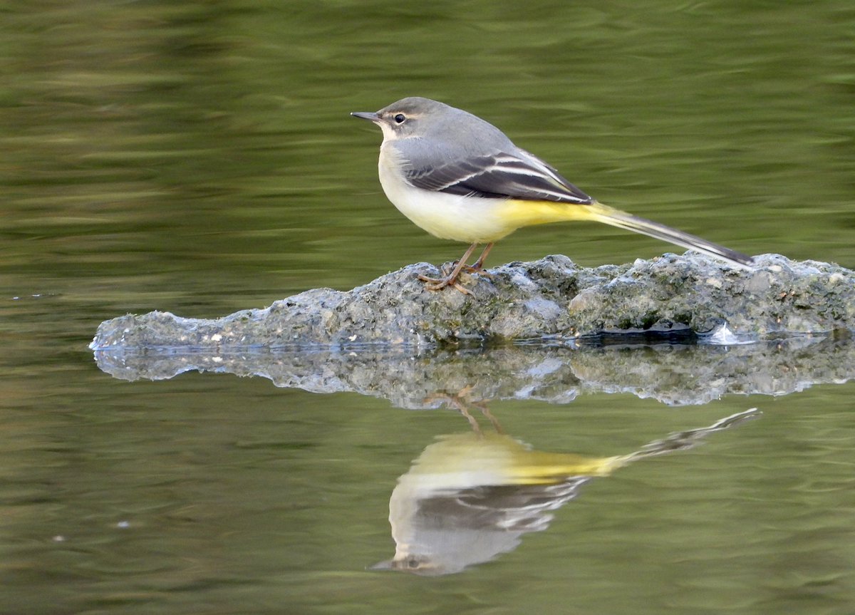 lisegirl1's tweet photo. Swoon 😍. The best bird. He walks on water. Grey wag. #Yellowbutt @slimbridge_wild https://t.co/YmwZHOT8N1