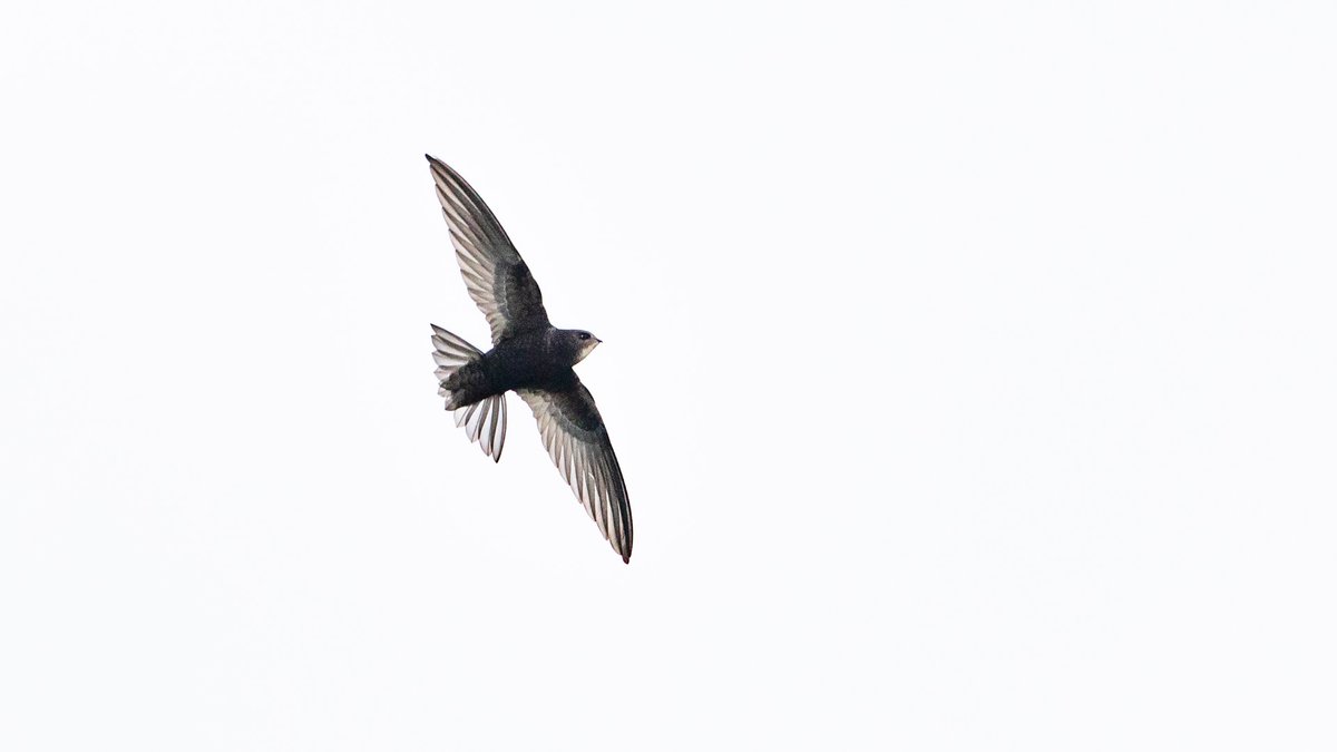 Come along to the wonderful @DyfiOspreys centre this Wednesday at 7.30pm to enjoy a talk from @WindsweptSarah on Swifts - really looking forward to having you over Sarah!