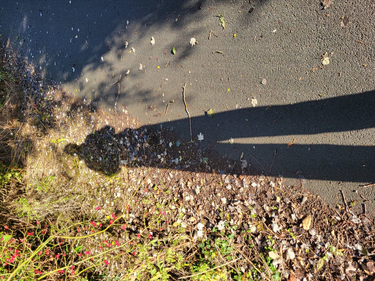 MisterRockHart's tweet photo. Nothing like taking a nice morning autumn walk in the sun to help with mental wellbeing. Performer and event drop after a show is real thing for some people, and can really effect your mental health state. So take some time for yourself. #eventdrop #MentalHealthMatters https://t.co/ilYJFUYstm