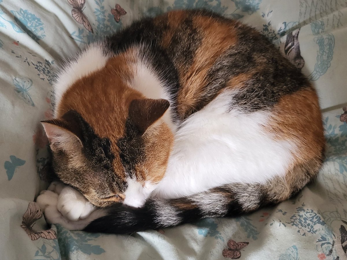 DawnInTheNorth's tweet photo. Working when your office companions are sleeping #reallifestruggles #workingfromhome https://t.co/9XNlUeNroQ