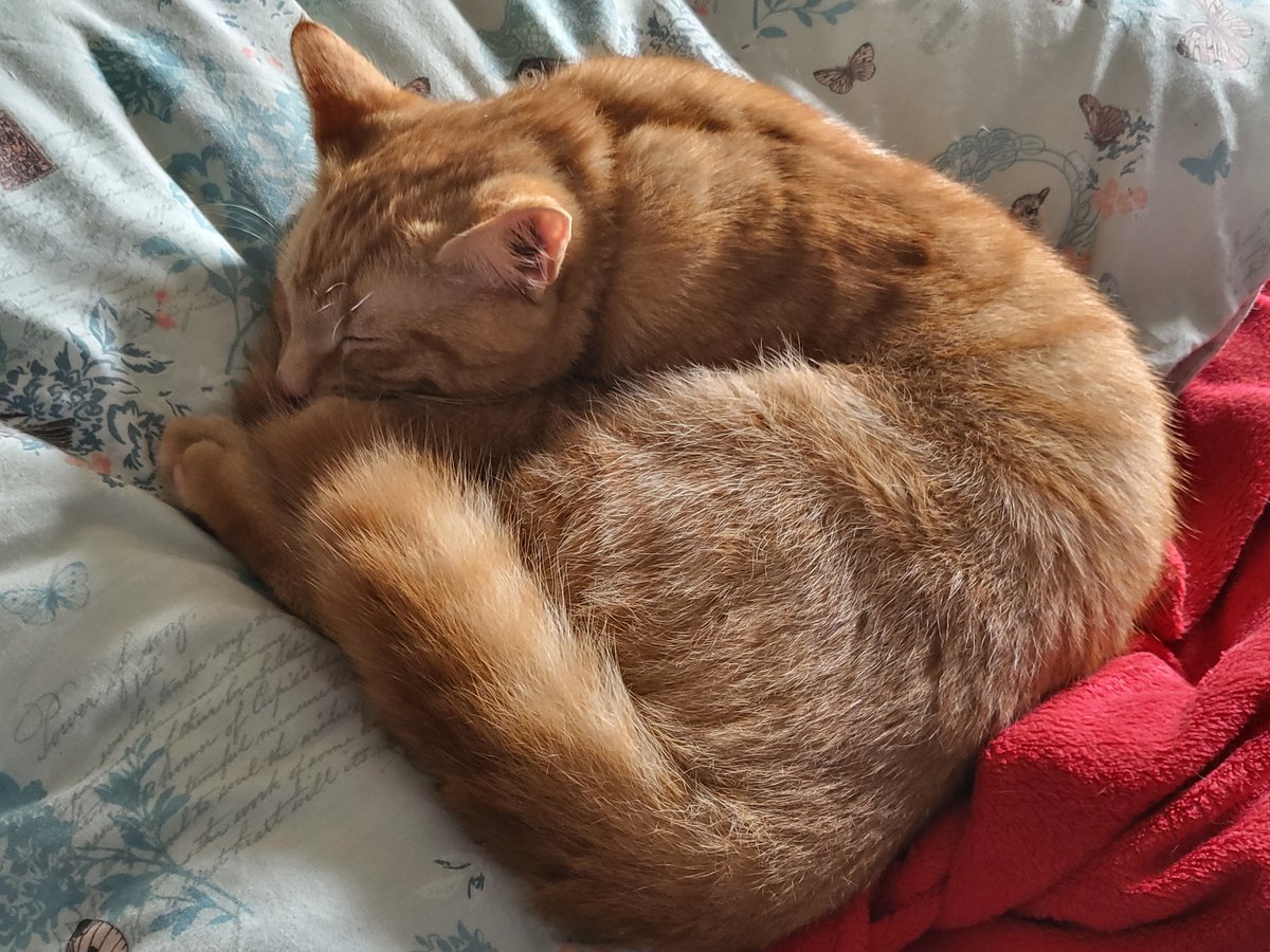 DawnInTheNorth's tweet photo. Working when your office companions are sleeping #reallifestruggles #workingfromhome https://t.co/9XNlUeNroQ