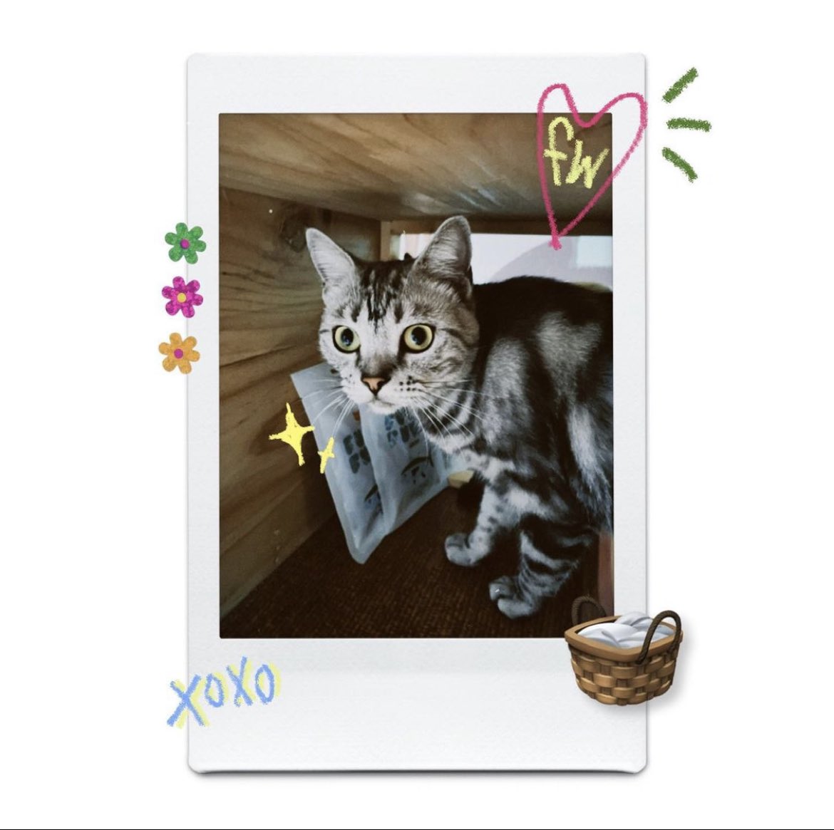 herocatthfc's tweet photo. [ Herostagram post/story ]
🐾: https://t.co/ymEss8LKzq

find some treasures fuwafuwa🐈🧳✨ 

🛒: https://t.co/qF0tDFtnSB

#HeroCGM48 
#นายเองก็เป็นได้นะฮีโร่น่ะ 
#FUWAFUWA #ขนฟูต้องฟูวะฟูวะ
#FUWAFUWAขนมแมว #ขนมแมว https://t.co/T4Jo9pMPe7