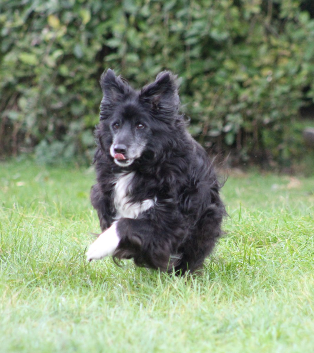 One of our golden oldies @FOSTBCrescue enjoying feeling young.
#goldenoldies #retireddogs #bordercollies #sanctuarydogs
