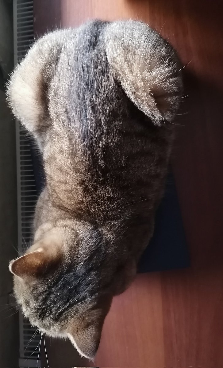 chivapa's tweet photo. "Кошки л��жатся на больное" https://t.co/yDgFix4Hrs