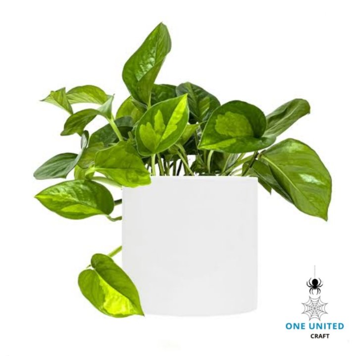 OneUnitedCraft's tweet photo. This plant has long trailing leaves with beautiful white variegation that reflects an Aquarian’s visionary nature, colorful personality and desire to branch out. 

#interiordesign #InteriorPlants #OUC #Aquarius https://t.co/tFEeQo6DHF