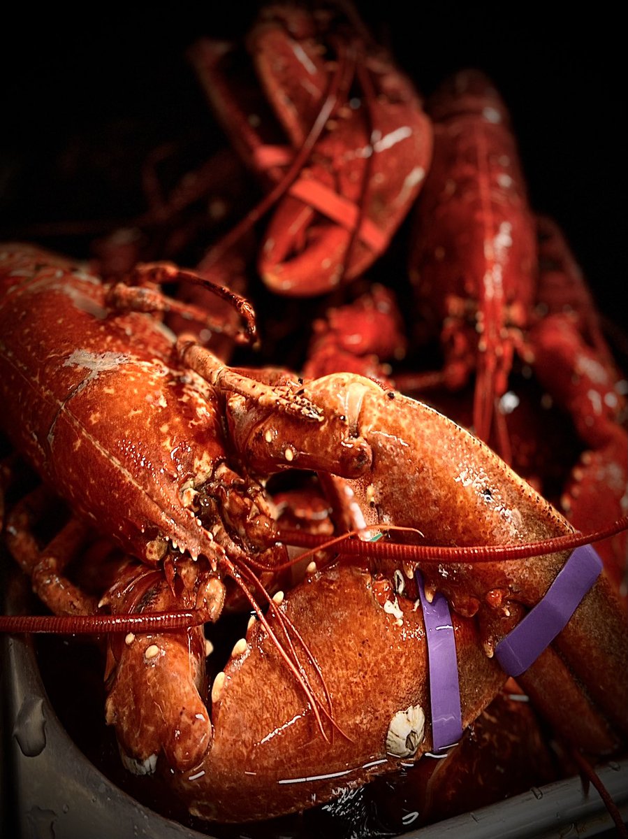 Stubbsrest's tweet photo. Amazing, heavy and delicious Lobsters ! https://t.co/8wtnTuAFgS
