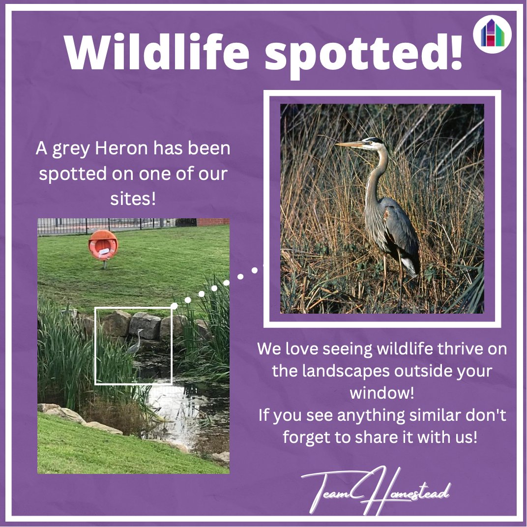 HomesteadCSL's tweet photo. A bit of wildlife for your Monday morning feed! 🦤🌿

We love seeing that the landscape we manage has got the wildlife seal of approval!

Remember to share any pictures like this with us! We love seeing wildlife thrive! 🍃🦆 https://t.co/IdQu1B0AHI
