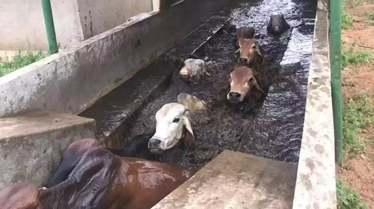 NewsDayZimbabwe's tweet photo. 🔴THE Department of Veterinary Services has #implored traditional #leaders to assist in driving #cattle dipping awareness campaigns in #Hurungwe district to counter the growing threat of diseases.
https://t.co/zJOIh4iyu7 https://t.co/DANJiW8hWa