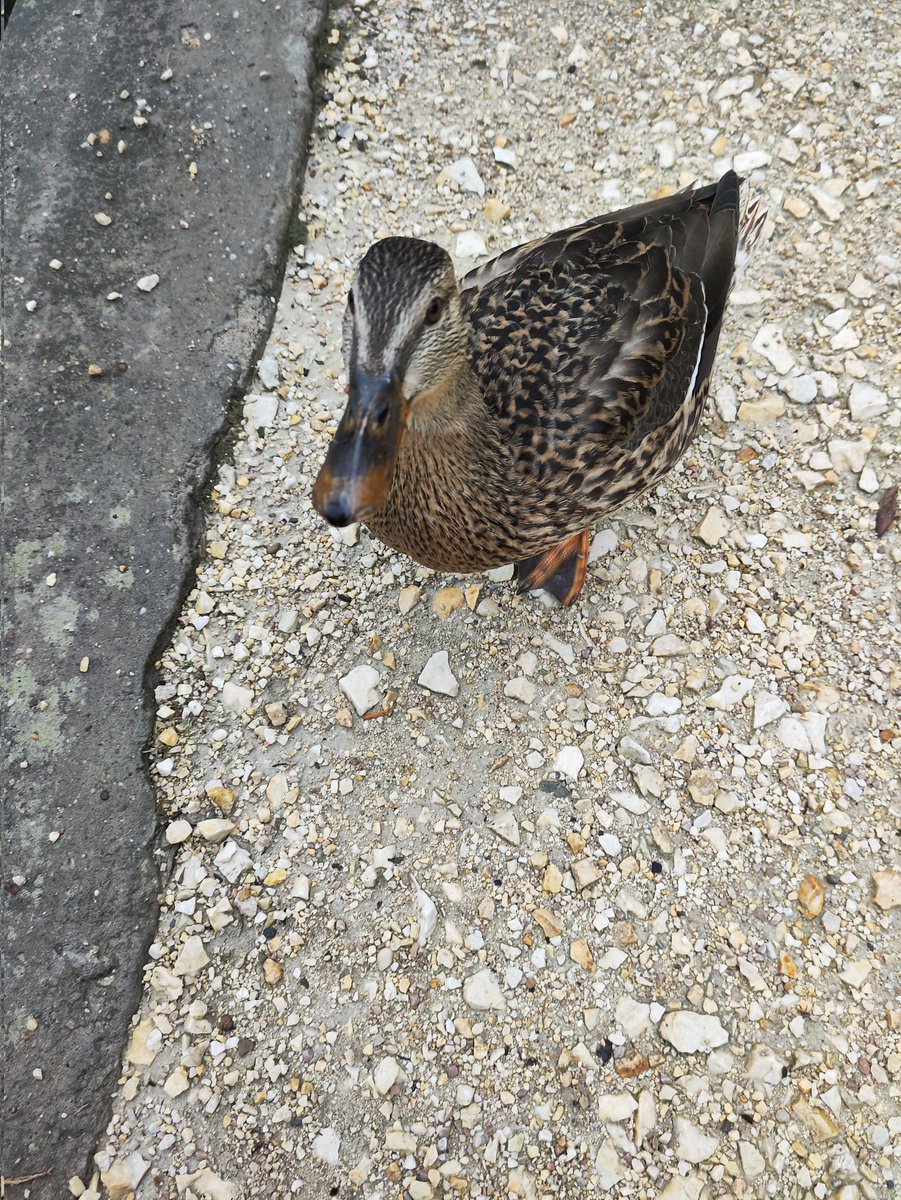 Lucifer_pinaja's tweet photo. Kacsasuttogóként létezem 🦆 https://t.co/E68khYl5ps