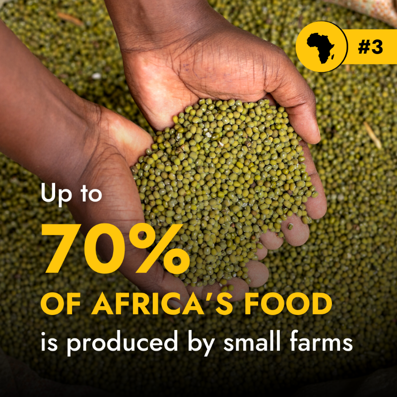 IFAD's tweet photo. Small-scale farmers in Africa have the potential to feed the world, but unequal global dynamics are holding them back.

These 👇5️⃣ numbers show how transforming African agriculture can make a BIG difference.

#AfricaFoodSystemsForum2023 | @TheAGRF
