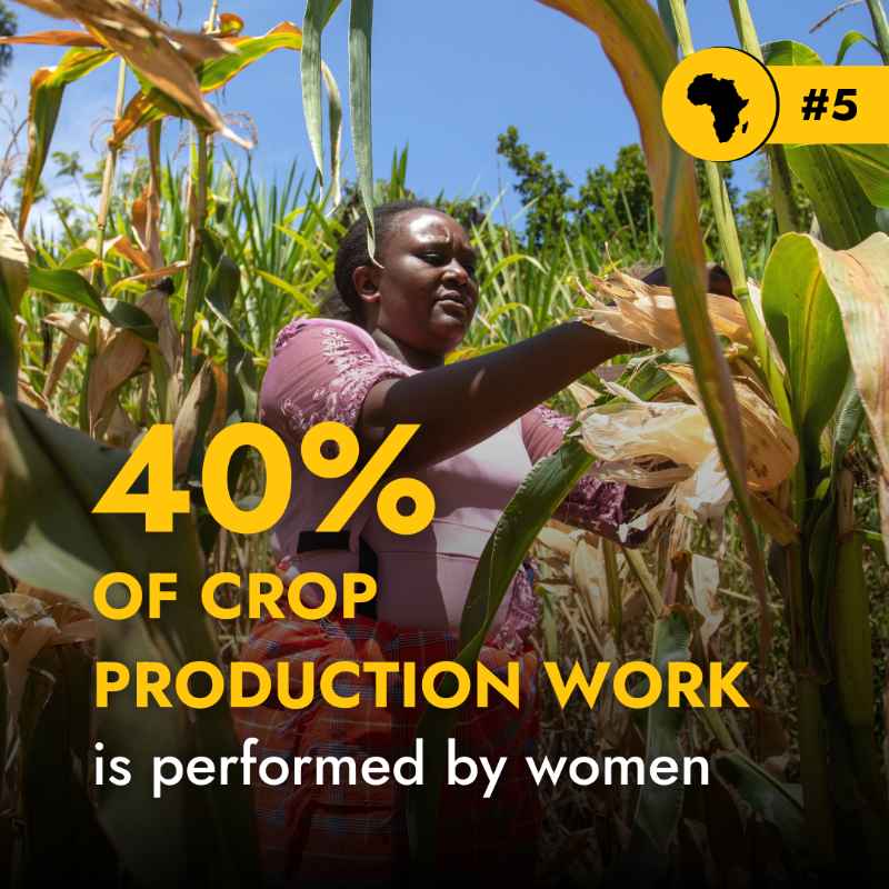 IFAD's tweet photo. Small-scale farmers in Africa have the potential to feed the world, but unequal global dynamics are holding them back.

These 👇5️⃣ numbers show how transforming African agriculture can make a BIG difference.

#AfricaFoodSystemsForum2023 | @TheAGRF
