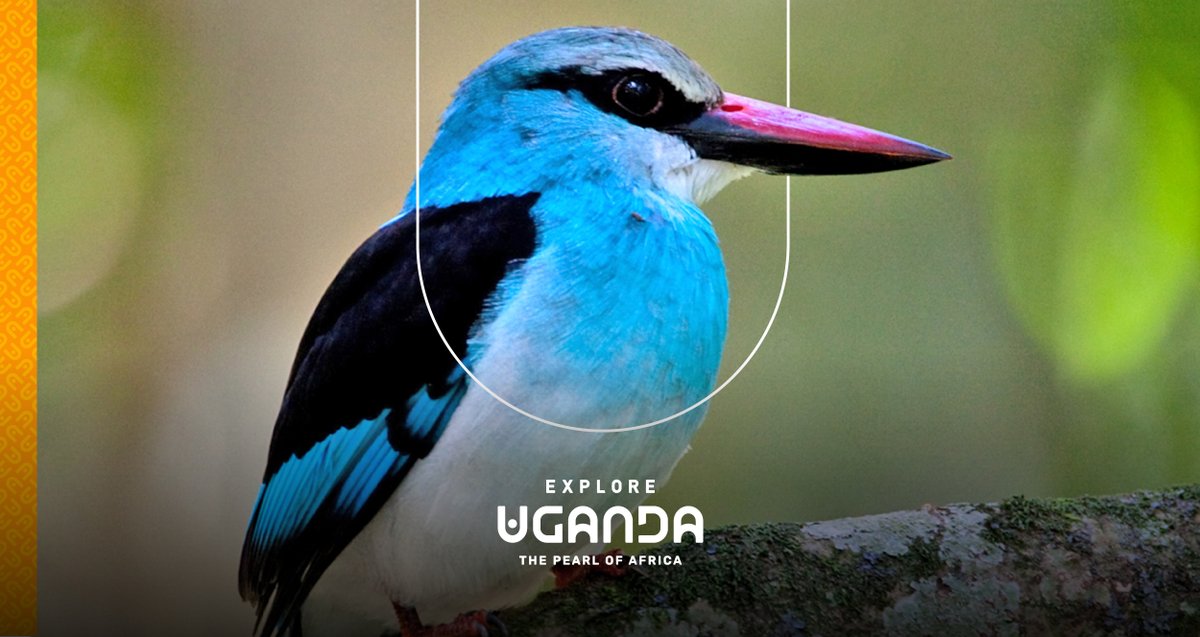 Catch a glimpse of the 200 bird species flitting on lush green terraced hills along the shores of Lake Bunyonyi. Start planning your trip today at exploreuganda.com #ExploreUganda