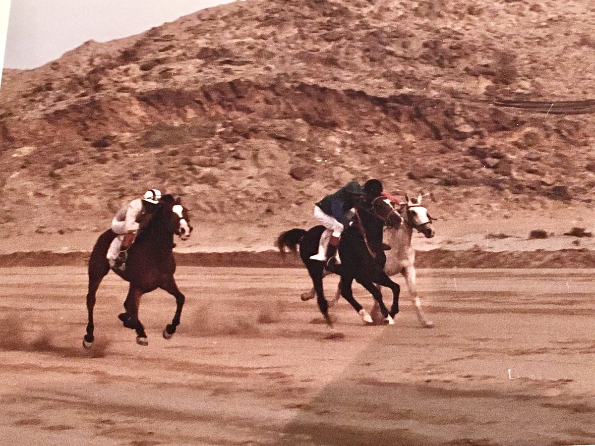 Alshareef Stable tweet media