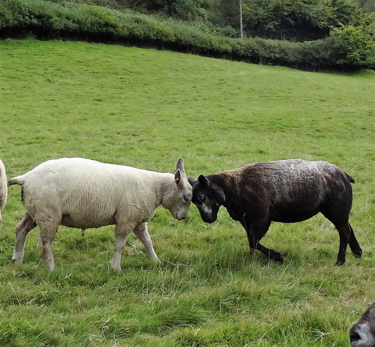 A meeting of minds .. 🐑🐑#animalbehaviour #sheep #DailySheep #sheep365 #Sheepoftheday