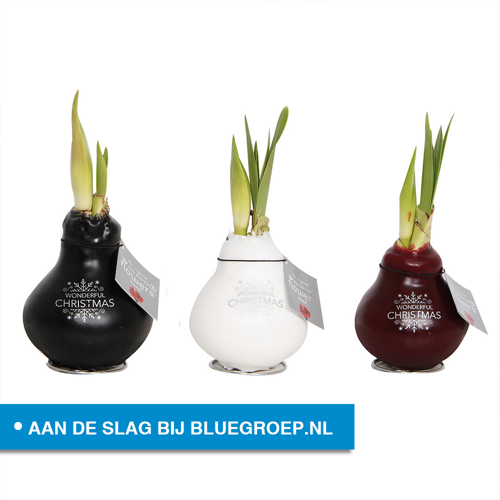 BlueGroep's tweet image. VACATURE: Decoratief productiemedewerker bloemen en planten in Honselersdijk. Bekijk de #vacature op bluegroep.nl/vacatures/deco… #blue #bluegroep #Honselersdijk #werk