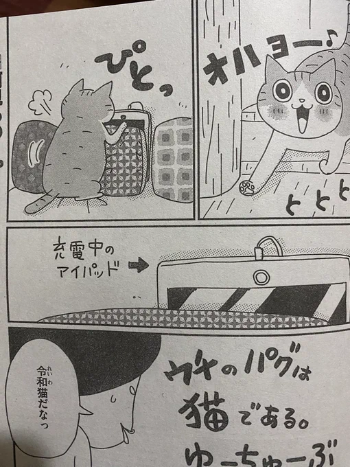 主任がゆく!スペシャル発売しておりました。「ウチのパグは猫である。」よろしくお願いいたしますー! 