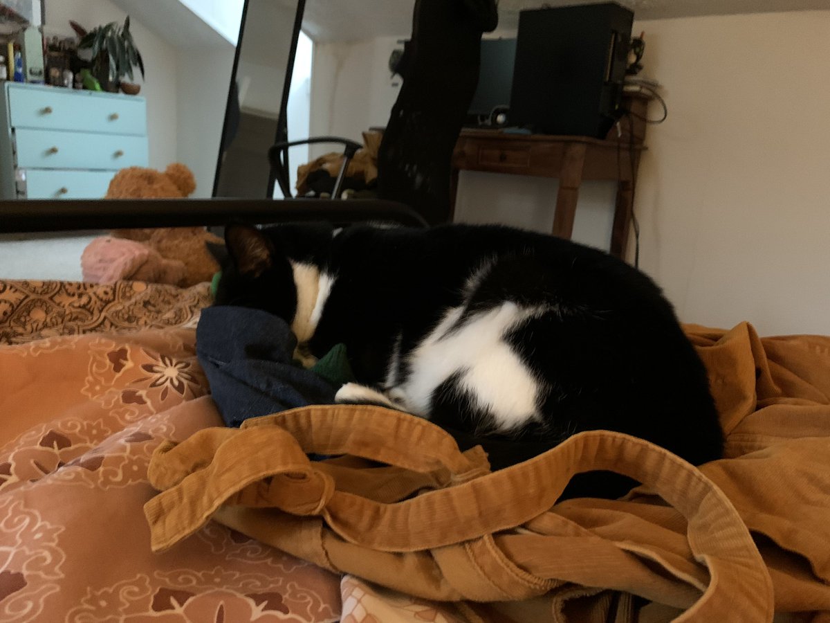 daptain_kirk's tweet photo. okay. logging off again. here’s my cat https://t.co/iM8hbEoktf