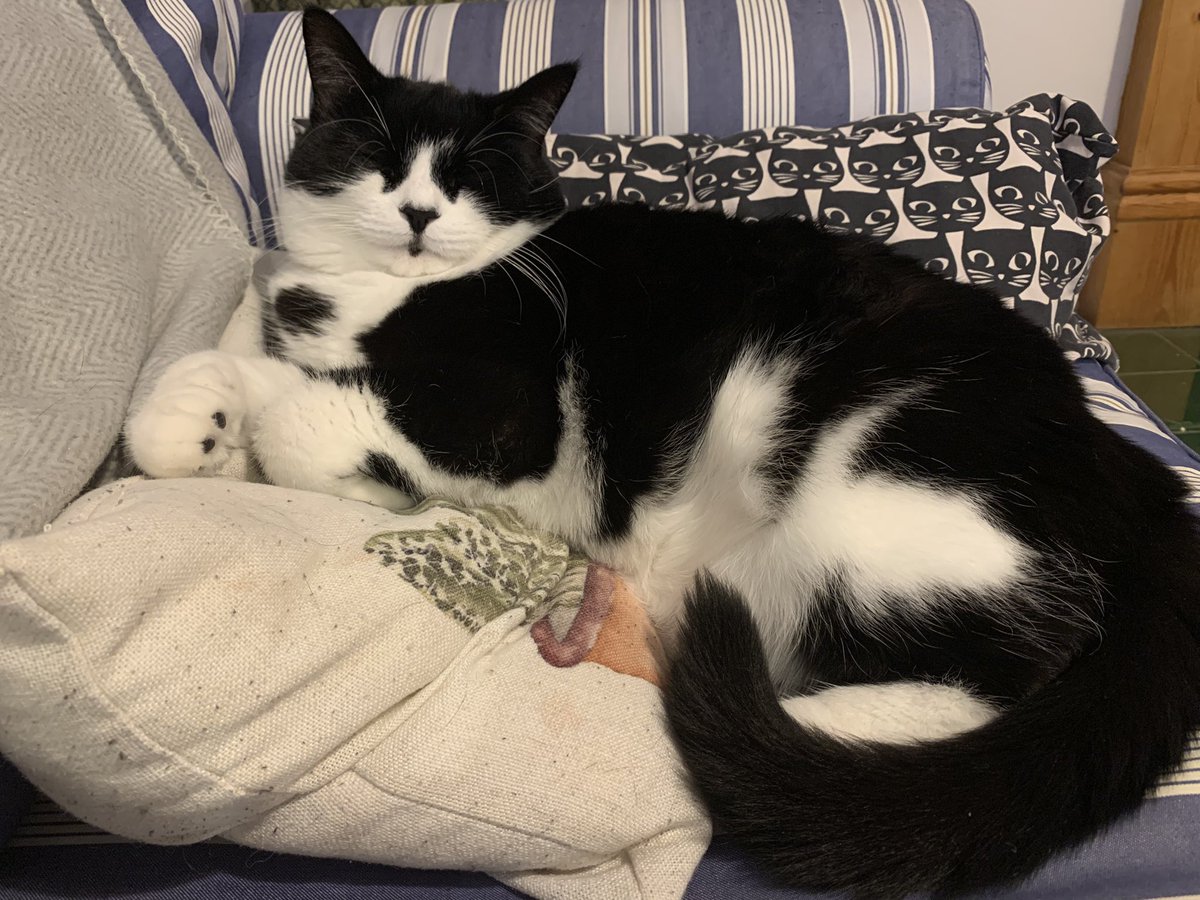 daptain_kirk's tweet photo. okay. logging off again. here’s my cat https://t.co/iM8hbEoktf
