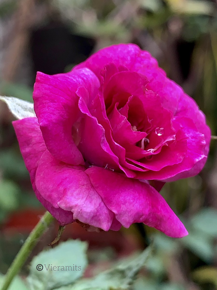 Rose 🌹
#flowersphotography #FlowersOnFriday #Flowers #NatureFriends