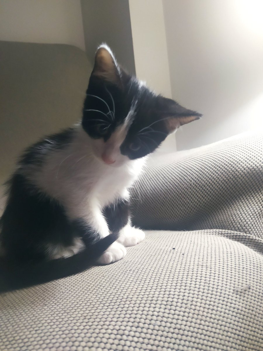 Nurenanos's tweet photo. Gatita de 2 meses necesita un hogar. Destetada, comiendo sola y usando el arenero. 
Es la última que queda de su camada https://t.co/k9GZ4U3pY8