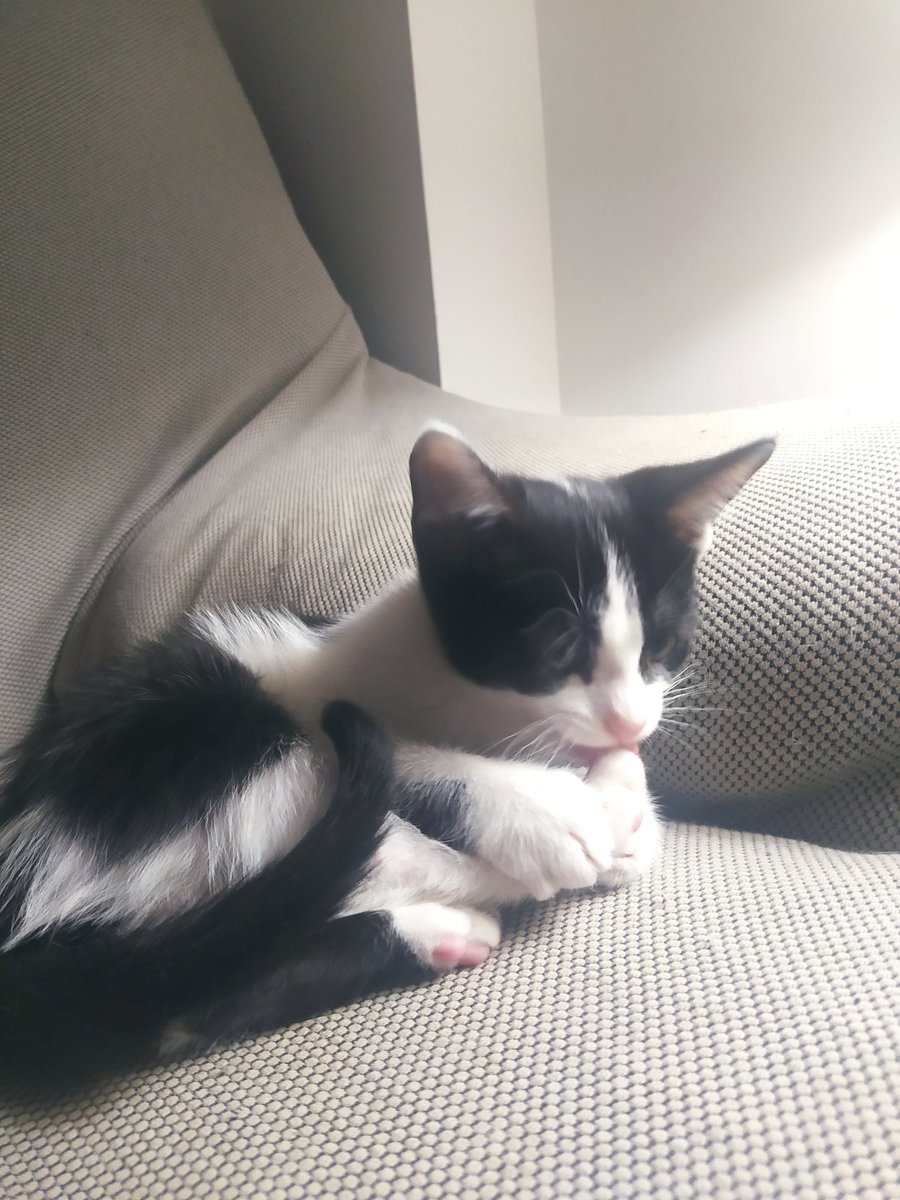 Nurenanos's tweet photo. Gatita de 2 meses necesita un hogar. Destetada, comiendo sola y usando el arenero. 
Es la última que queda de su camada https://t.co/k9GZ4U3pY8