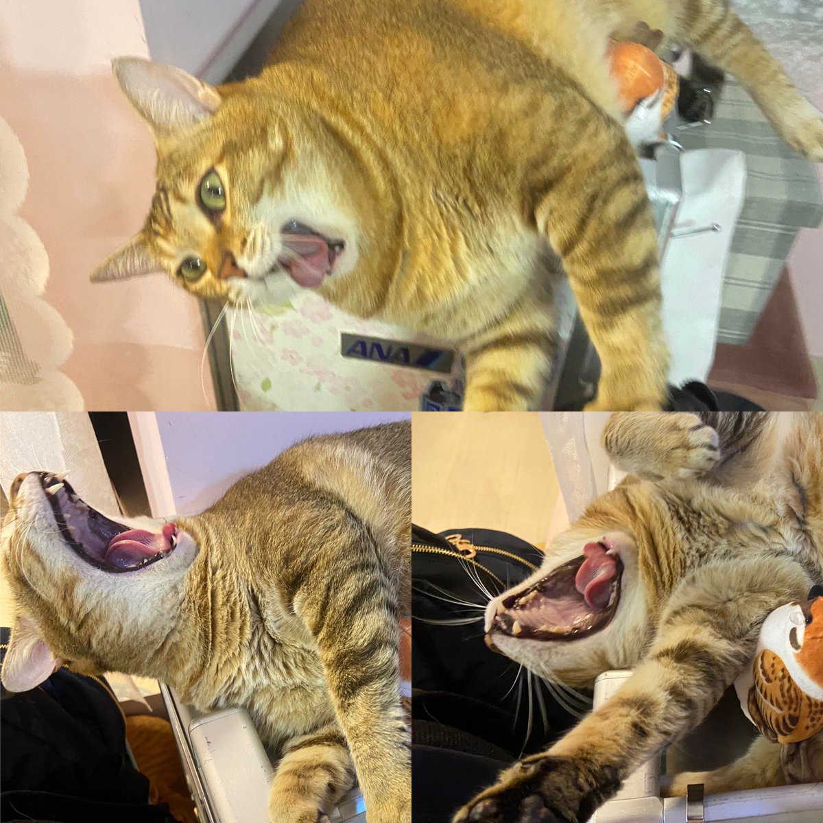 ChingMotorBus's tweet image. Monday mood... 🥱