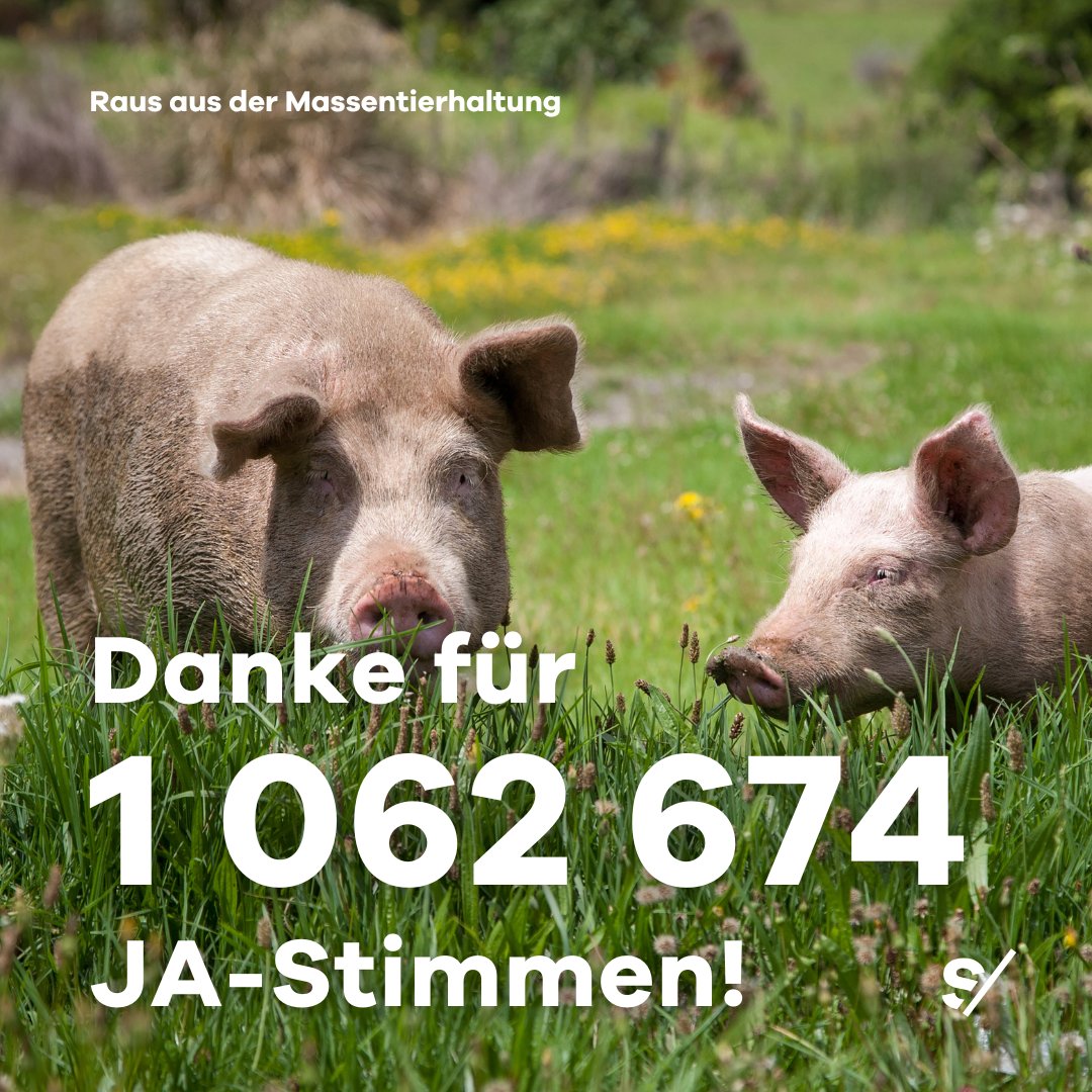 sentience_ch's tweet photo. Danke auch für tausende positive Kommentare auf den sozialen Medien, bewegende E-Mails, die uns erreicht haben und zahlreiche fürsprechende Medienberichte, die wir in den vergangenen Wochen auf den Schweizer Nachrichtenportalen und in Magazinen lesen durften ❤️ #TierwohlJA https://t.co/WzhMi8h1oJ