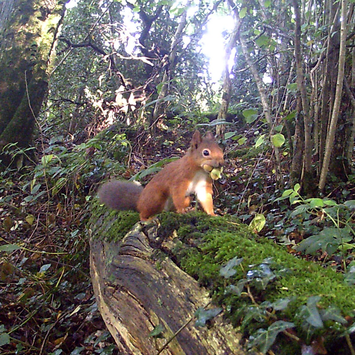 Ireland's Environmentalists tweet media