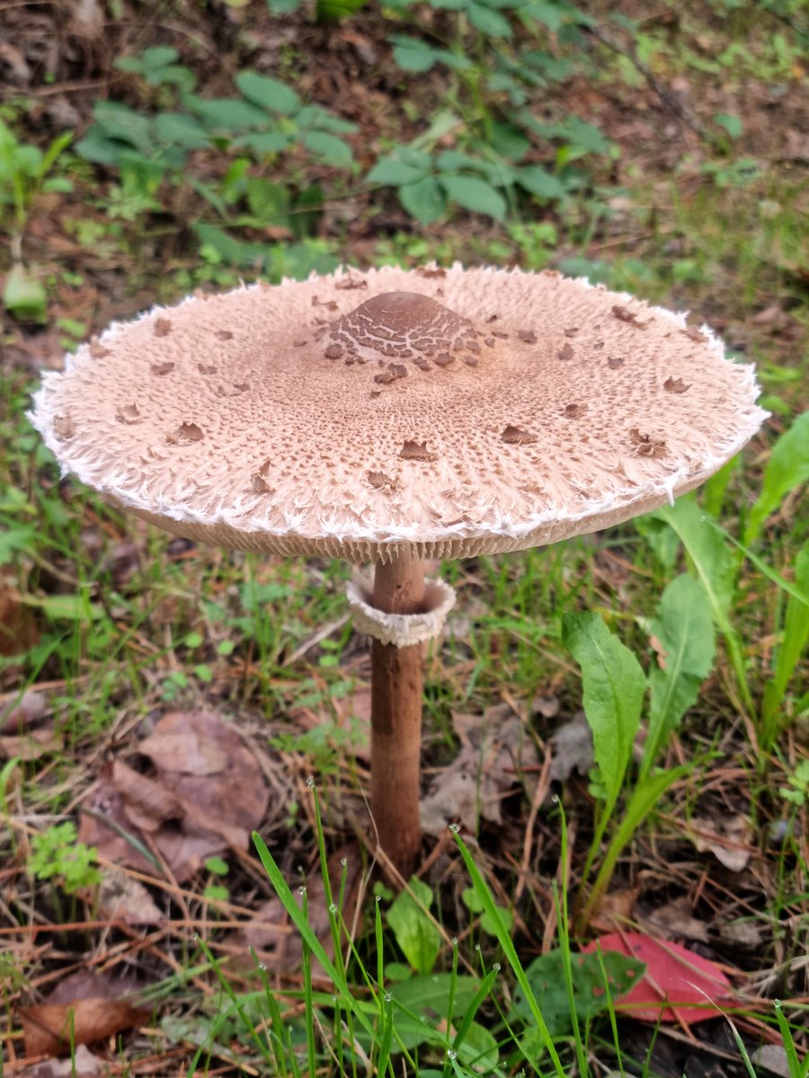 amelsvoord's tweet photo. Herfst. https://t.co/eIP6H1RjuT