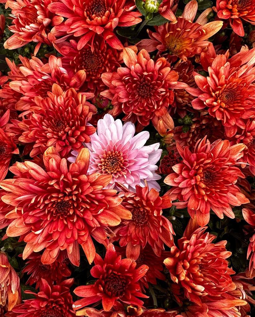 All these autumn colors ugh! ♥️🧡💛 
Really impressed with the image quality of the new iPhones, and it feels nice being able to take pictures like these with something that you hold in your pocket. 
Check out the highlights to save one of these as a w… instagr.am/p/Ci9vP4iM6Aj/