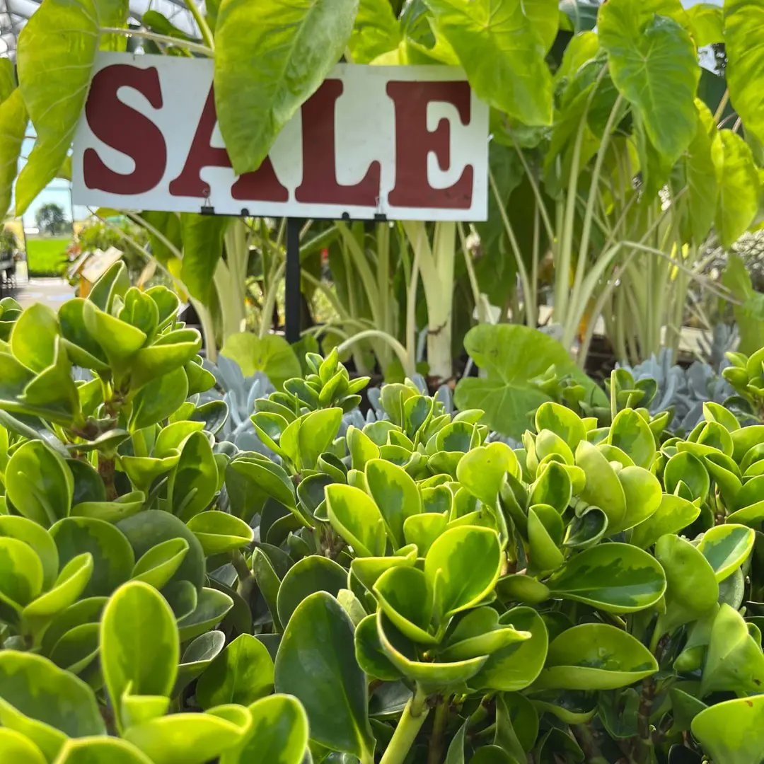 ArthurGreenhous's tweet photo. It is time to decorate inside!
Houseplants on sale for $5, $10 and $20
The whole month of September!!!

#youcanneverhavetoomanyplants
#arthurgreenhouses https://t.co/kQAb1H2kly