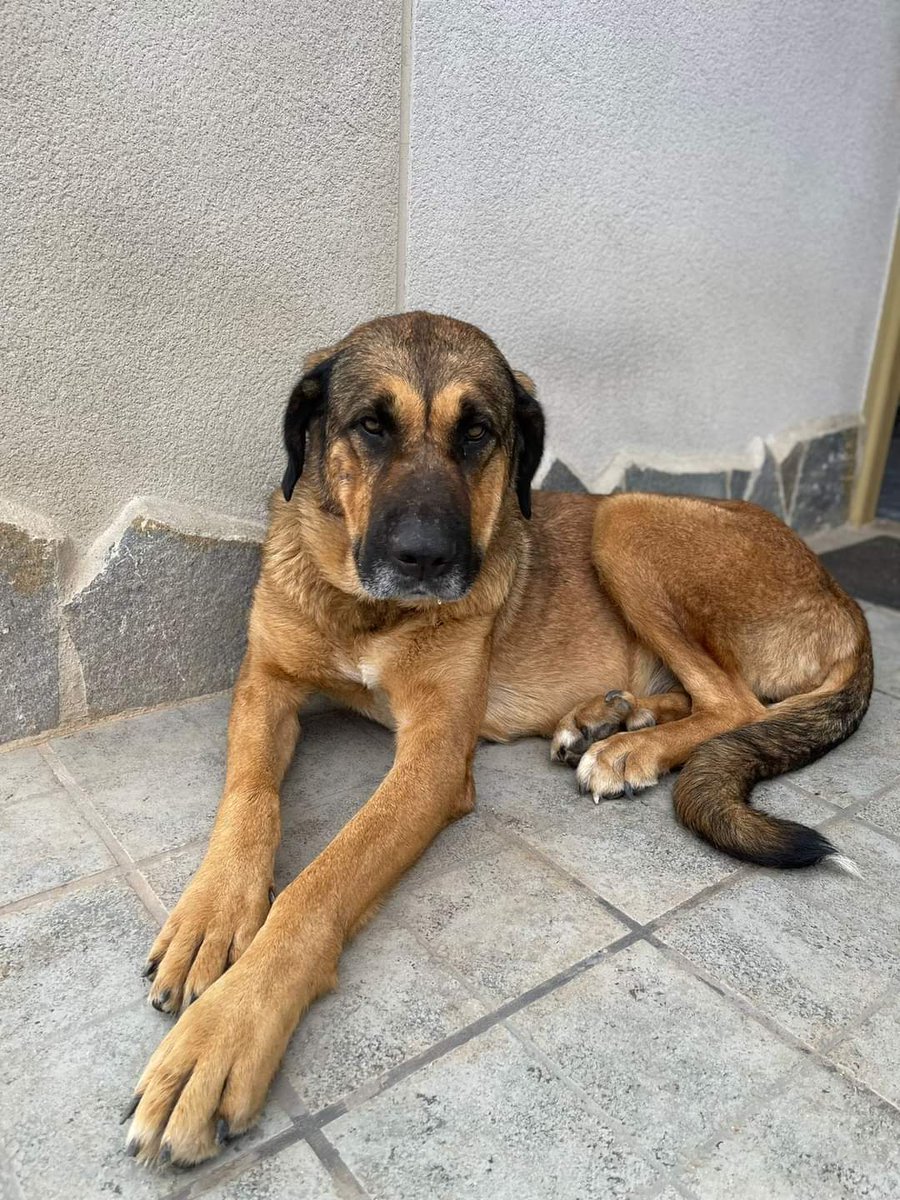 BUSCAMOS A SU FAMILIA 
Recogida hoy en Vallmoll (Tarragona)
Hembra
Raza mastín
 sin xip

Si alguien la conoce o tiene más información: 637 338 011
#xarxatarragonatrobats
