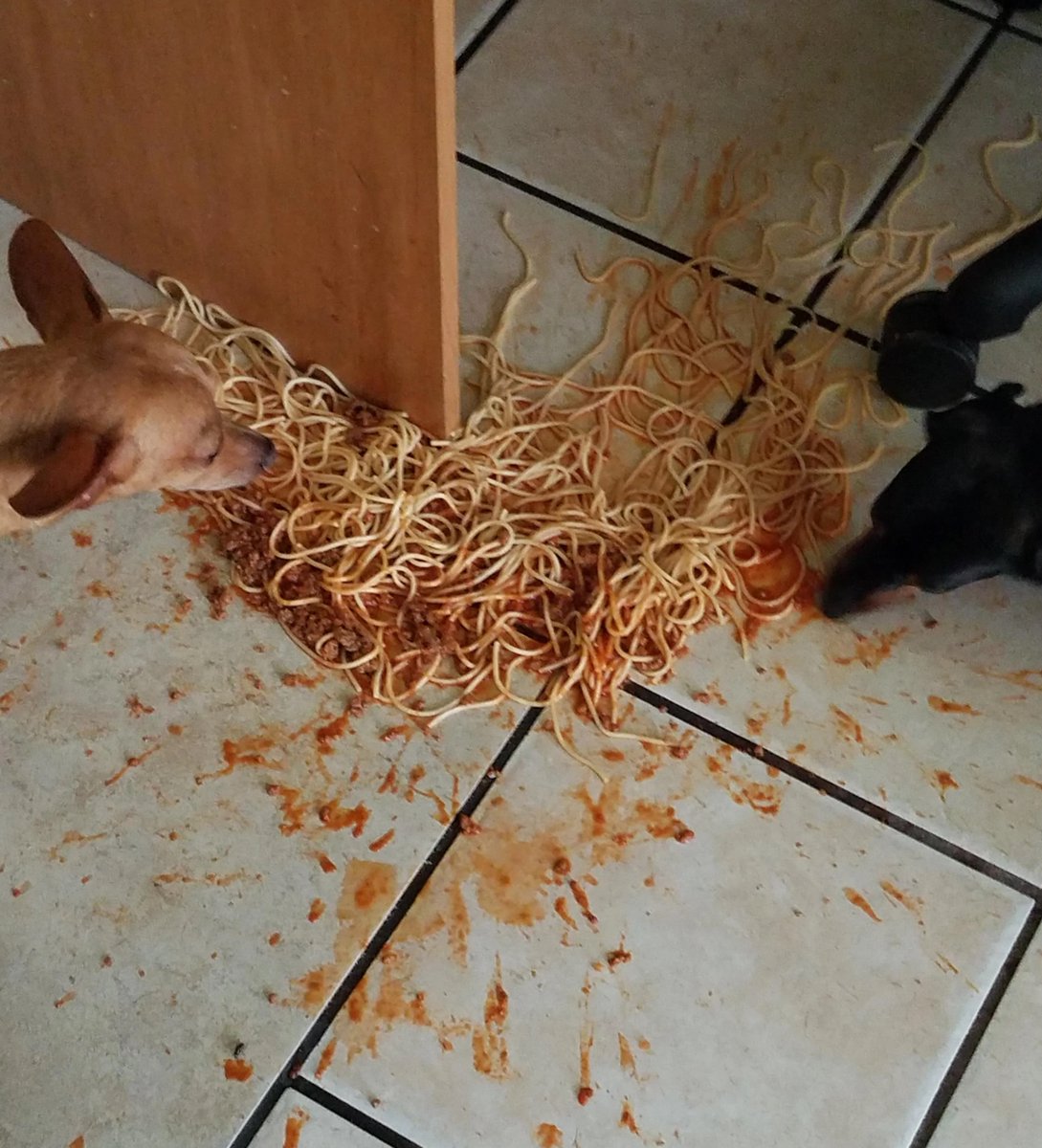 Nimm das, #Meloni!

Ich habe eben die Spaghetti mit Tomatensoße, die ich für heute Mittag für mich und meine Kinder gemacht habe, aus Protest auf den Boden geworfen.

Weil DORT gehören die Faschisten aus Italien hin!

Wir Veganer essen nichts, was unter Faschismusverdacht steht.