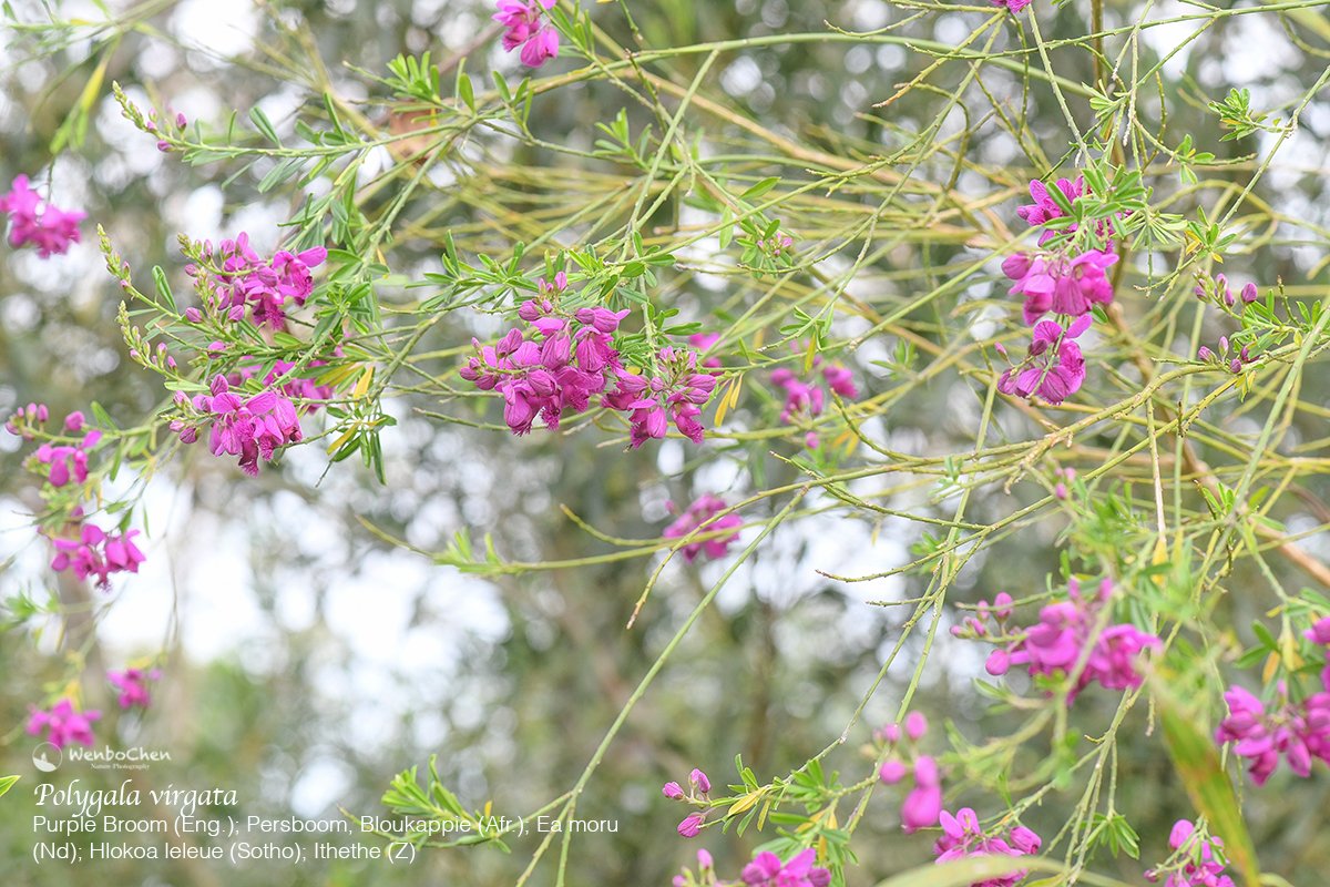 Wenbo77's tweet photo. Purple Broom (Polygala virgata), is originally from southern Africa. It was introduced to Australia as a garden plant, but it managed to escape the gardens and naturalised itself in SE and SW Australia. This was photographed in Brisbane Water NP of Sydney.
#environmentalweed https://t.co/2D98ratLt8