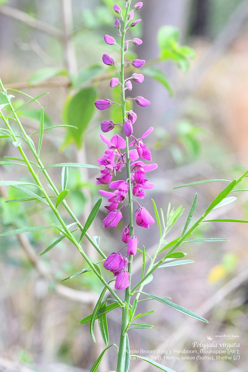 Wenbo77's tweet photo. Purple Broom (Polygala virgata), is originally from southern Africa. It was introduced to Australia as a garden plant, but it managed to escape the gardens and naturalised itself in SE and SW Australia. This was photographed in Brisbane Water NP of Sydney.
#environmentalweed https://t.co/2D98ratLt8