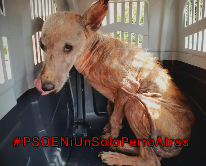 Animals don't vote, but we do. remember it
#PSOENiUnSoloPerroAtras
<a href="/sanchezcastejon/">Pedro Sánchez</a> <a href="/PSOE/">PSOE</a>