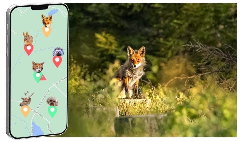 AnimalNationTK's tweet image. There are many things to learn about #animals 🐈

With our #PlaytoEarn service, you can earn #ANTKs by identifying all the different animals you come across while learning about them 👌