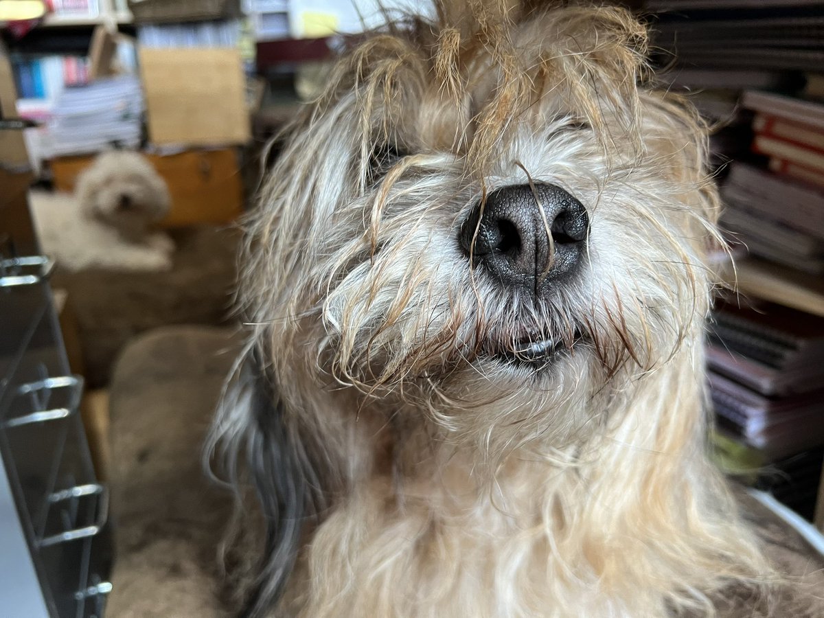 Be That Dog! tweet media