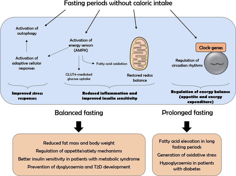 JPBY_official's tweet photo. Journal of Physiology and Biochemistry @JPBY_official
Benefits, mechanisms, and risks of intermittent fasting in metabolic syndrome and type 2 diabetes
@IP_Coimbra @iCBR_FMUC #intermitent #fasting #insulin_resistance #glucose #diabetes #metabolic_syndrome
https://t.co/2iTq36DLQH https://t.co/hlXUlwuiUZ