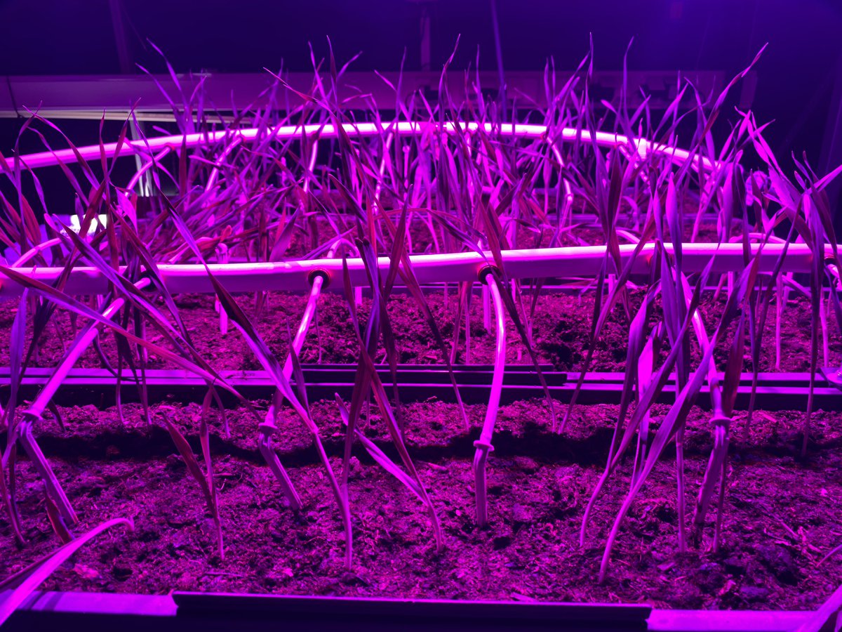 Ohra kasvaa vesiviljely-ympäristössä <a href="/urbanfarmlab/">urbanfarmlab</a> @BusinessVantaa optisen datankeruun palveluksessa <a href="/metropolia/">Metropolia</a> #hydroponics