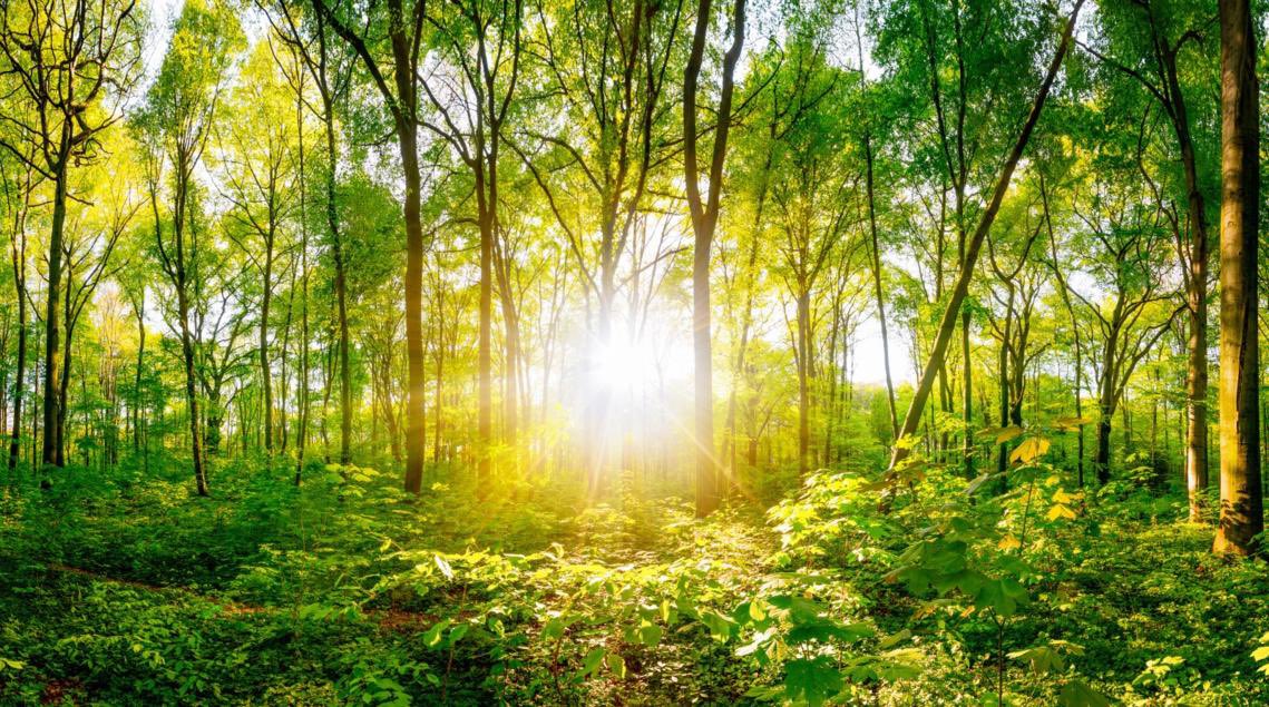 Don’t normally post “political” stuff on here but the idea that we must sacrifice nature for economic growth is utterly ridiculous. Nature is not a drag on growth – its protection is an unavoidable prerequisite for sustaining economic development. <a href="/GarethDavies_MP/">Gareth Davies MP</a> <a href="/trussliz/">Liz Truss</a>